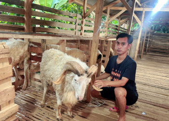 Tajudin Pemuda Kampung Sukses Bisnis Ternak Kambing dan Domba, Omzet Hingga Ratusan Juta