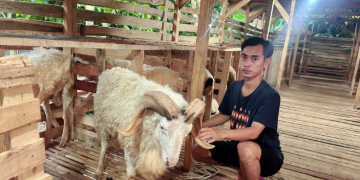 Tajudin Pemuda Kampung Sukses Bisnis Ternak Kambing dan Domba, Omzet Hingga Ratusan Juta
