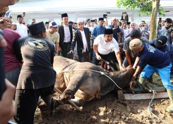 Pj  Gubernur Banten Al Muktabar Sembelih Sapi limosin, Kurban Bantuan Presiden Jokowi