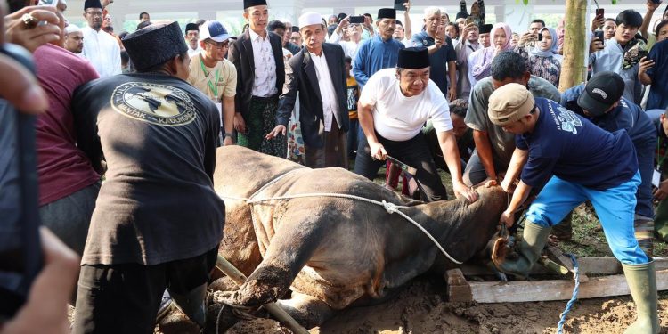 Pj Gubernur Banten Al Muktabar Sembelih Sapi limosin, Kurban Bantuan Presiden Jokowi