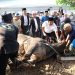Pj Gubernur Banten Al Muktabar Sembelih Sapi limosin, Kurban Bantuan Presiden Jokowi