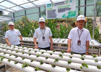 PLN Dorong Produktivitas Petani Anggur Melalui Program “Menyala Anggurku” di Tangerang Selatan