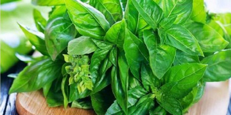 Dinskes Banten Bocorkan Khasiat Dahsyat Kemangi untuk Daya Tahan Tubuh