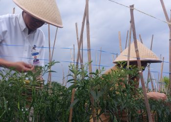 Pemuda dan Pemanfaatan Pekarangan Rumah Dapat Kendalikan Defisit Cabe di Banten