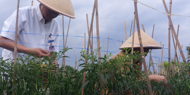 Pemuda dan Pemanfaatan Pekarangan Rumah Dapat Kendalikan Defisit Cabe di Banten
