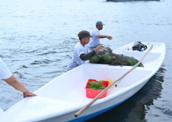 PLN Tanam 145 Ribu Pohon dan Bangun Ratusan Fasilitas Air Bersih Lewat TJSL 2025