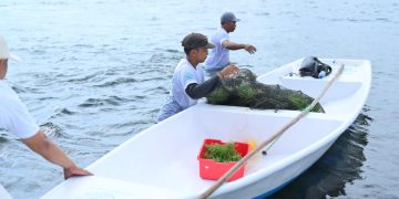 PLN Tanam 145 Ribu Pohon dan Bangun Ratusan Fasilitas Air Bersih Lewat TJSL 2025
